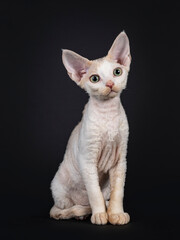 Cute Tonkinese Devon Rex cat kitten, sitting facing front. Looking curious towards camera. isolated on a black background.