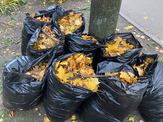 Many garbage bags of raked autumn yellow maple leaves in a park