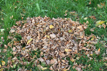 Close up of pile of raked autumn yellow leaves on green grass in a park