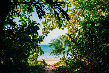 paradise beach. access to the beach from the bushes