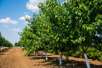 Beautiful rows of young green fruit trees are swaying in the wind