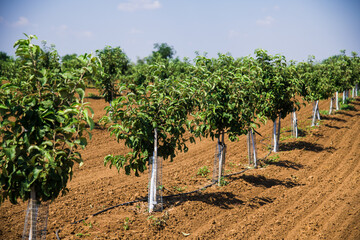 Fototapeta na wymiar Beautiful rows of young green fruit trees are swaying in the wind