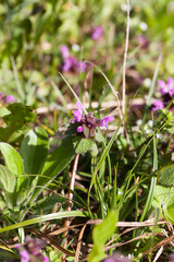 nettle blooming in the spring season