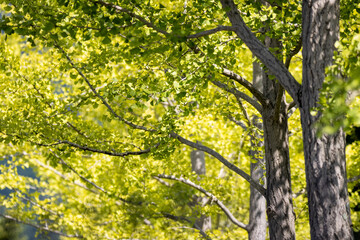 風景素材　陽射しを浴びた鮮やかな銀杏の葉