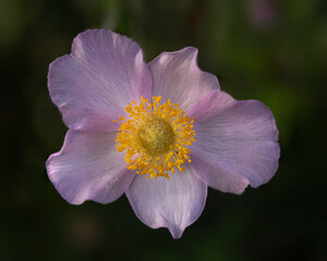 Pink Japanese Anemone on Black Background