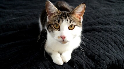 Katzen