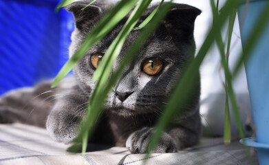 Gray-blue scottish fold cat on windowsill with green grass