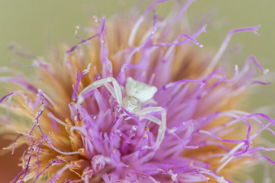 White Humped Crab Spider, Thomisus onustu, on Maltese Rock-Centaury flower Cheirolophus crassifolius