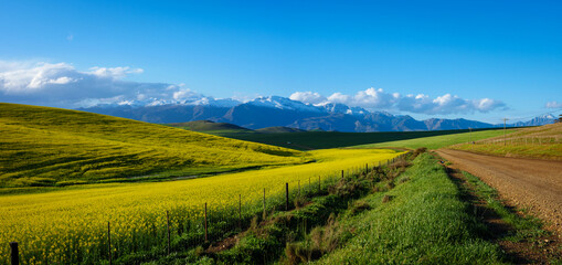 Canola or rapeseed field and the snow covered Riviersonderend Mountains. Near Greyton. Overberg. Western Cape. South Africa