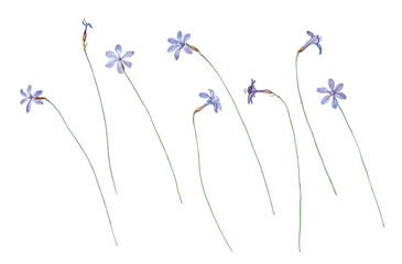 Set of watercolor blue delicate wild flowers on a white background
