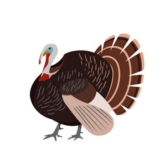 Adorable turkey isolated on a white background. Farm poultry. Vector illustration in a flat style.