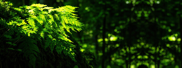 Fototapeta na wymiar Beautiful panorama in the forest (Black Forest) - Fresh green ferns, illuminated by the sun, with bokeh effect lights