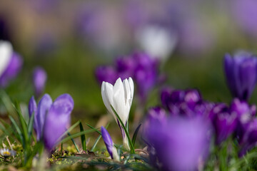 weiße blüte