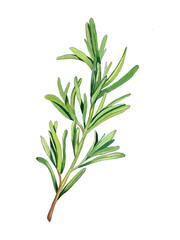 Rosemary sprig hand-drawn illustration isolated on white. Sketched natural design element, greenery for eco herbal spa cosmetics, alternative medicine, rustic wrapping of gardening products or spices