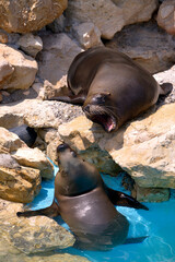 Two South American sea lions or Patagonian sea lion (Otaria flavescens, formerly Otaria byronia), male and female and open mouth