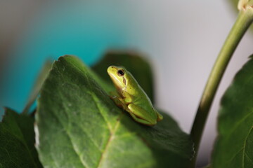 Laubfrosch