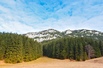 Fototapeta premium Simply photo of green trees with blue sky and clouds. Low tatras, Janska valley Slovakia.