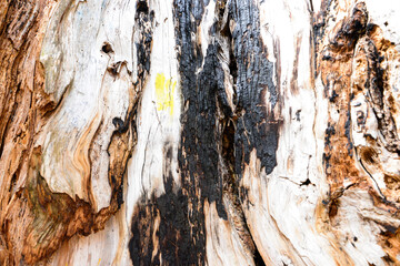 Pine tree after lightning strike in the mountains. Low Tatras, Slovakia.