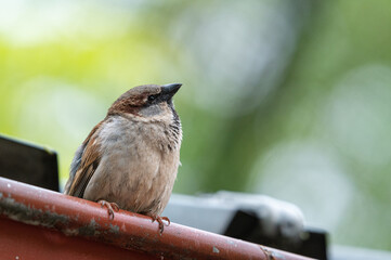little sparrow