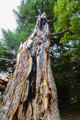 Pine tree after lightning strike in the mountains. Low Tatras, Slovakia.