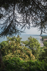 Dense mountain vegetation in the subtropics - deciduous and coniferous plants on the slope - a majestic view