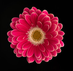 Gerbera Daisy Flower Head