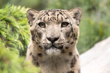 watchful snow leopard