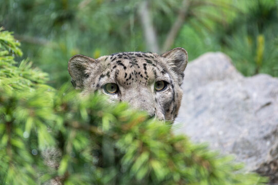 Hidden Snow Leopard