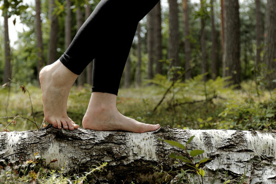 Woman is walking barefoot on birch tree trunk in forest area. Mindful walk and nature connection.