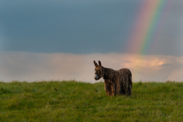 Baudet du Poitou donkey in the Michigan countryside - Michigan - USA