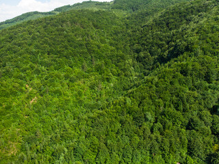 Aerial drone view of green forest on mountains at summer. Trees growing in nature. Beautiful Deciduous forest, view from above. Woodland.