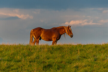 Horse after the storm in the Michigan countryside - Michigan - USA