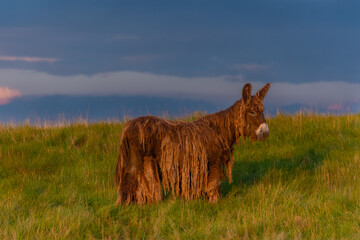 Baudet du Poitou donkey in the Michigan countryside - Michigan - USA