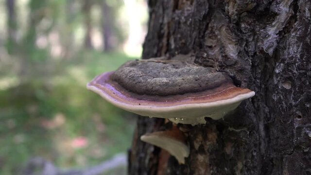Medicinal chaga mushroom grows on the bark of a tree. Tree mushroom on the tree