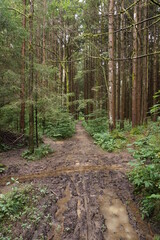 Very muddy path on a Hike in Bled