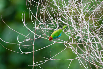 枝に止まって辺りをうかがうチャガシラフウキンチョウ