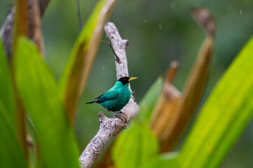 木の枝に止まってあたりをうかがうズグロミツドリの♂