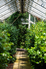 old greenhouse way