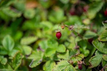 one wild strawberry