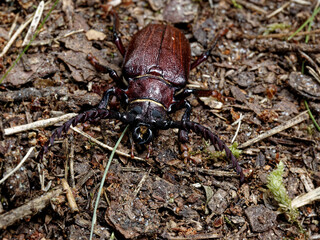 Longhorn beetle Prionus coriarius (the sawyer) on forest ground, front view. Sobibor Landscape Park, Poland, Europe.