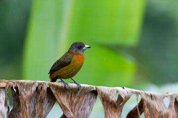 枯れた椰子の葉に止まって辺りをうかがうコシアカフウキンチョウの♀