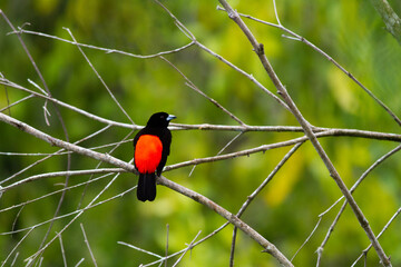 枝に止まって辺りをうかがうコシアカフウキンチョウの♂