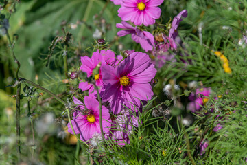 Obraz premium Aster novi-belgii, now Symphyotrichum novi-belgii, green background