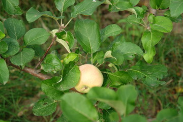 apple on tree