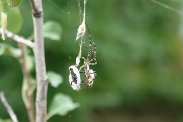 spider on a branch