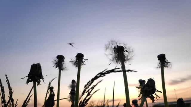 mature dandelion