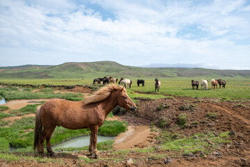 iceland pony