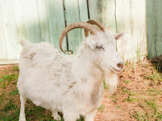 Beautiful White horned Goat with beard near the Village house in Russia. Colorful photo of rural country outside.
