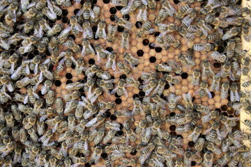 Brood of bees on a honeycomb