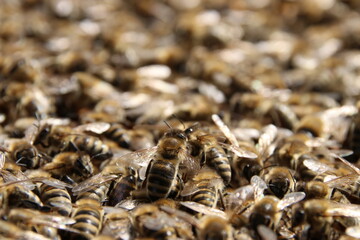 Closeup bee in a beehive